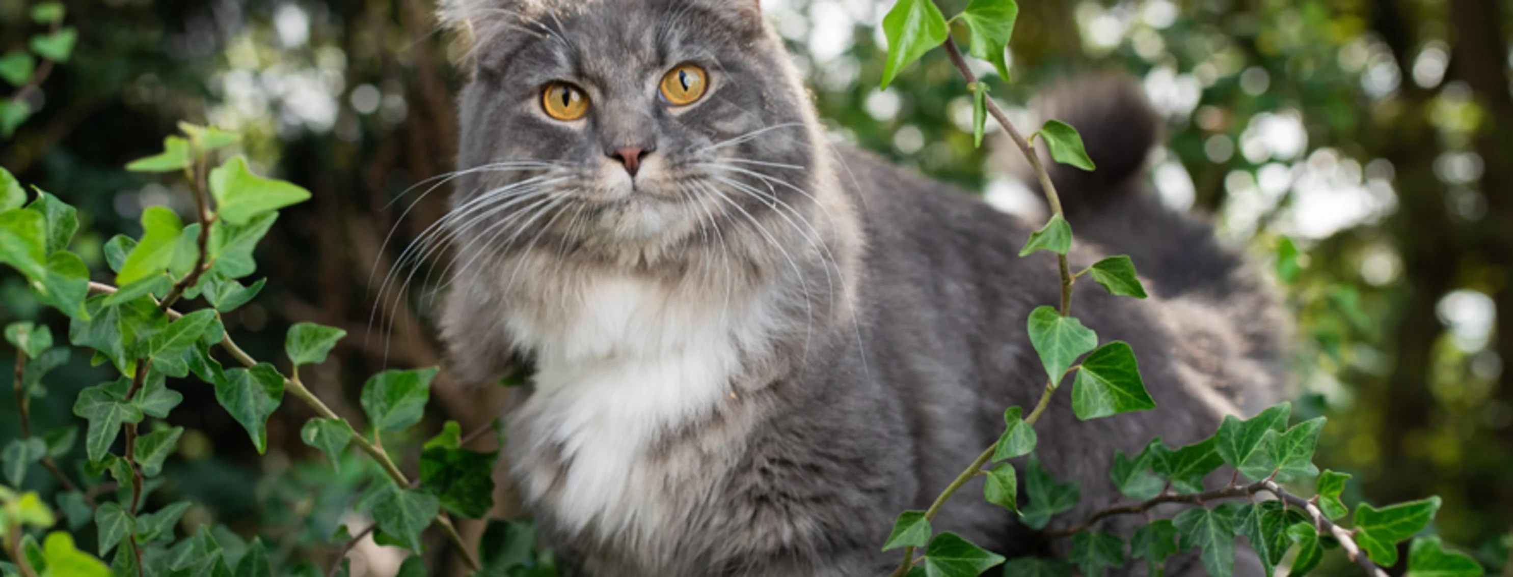 Gray Cat Outdoors in the Woods